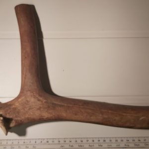 Emne til knivslire. Reinhorn (1.sortering/2.sortering)